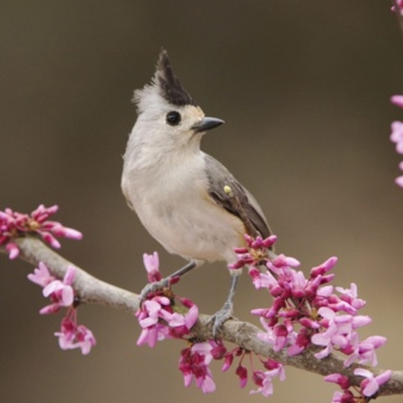 Meet your Posher, N - Picture 1 of 1